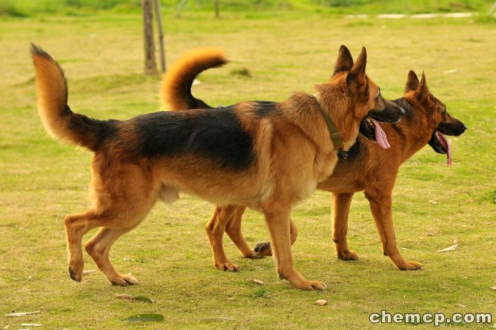 新闻：佛山（养狗场）黑背牧羊犬√欢迎咨询