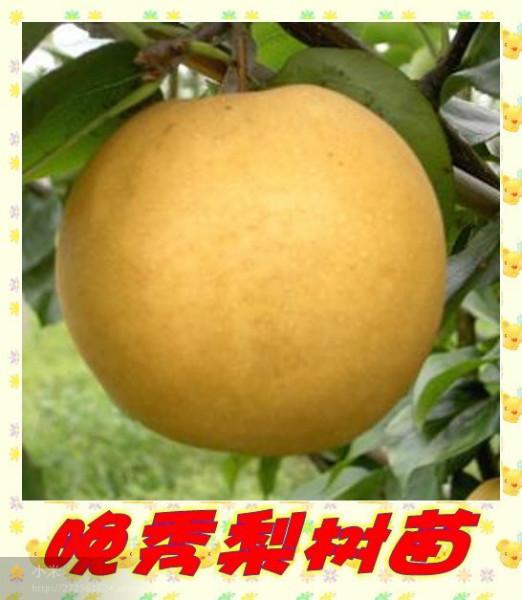 湖州哪里有新梨七号,翠冠梨苗厂家批发